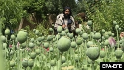 یکی از کشتزار های کوکنار در جنوب افغانستان 