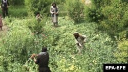 تصویر آرشیف: روند تخریب کشتزار های کوکنار در افغانستان 