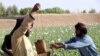 حکومت طالبان: سازمان ملل متحد حق اجرای سروی مواد مخدر را بدون هماهنگی با ما ندارد 
