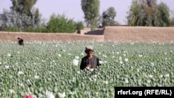 یکی از کشتزار های کوکنار در افغانستان