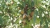Badam