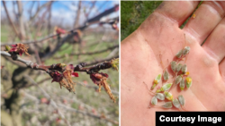 Imagini din livada de caise a lui Andrei Țurcanu din satul Hăsnășeni, raionul Drochia. Fructele de caise abia formate au înghețat în noaptea de 6 spre 7 aprilie, când în Moldova a intrat în vigoarea un cod galben de îngheț.
