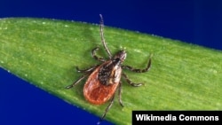 Babesioza (boală parazitară transmisă prin intermediul căpușelor) poate evolua fără simptome, iar în cazul în care sunt prezente anumite semne, acestea nu sunt specifice și este necesară excluderea altor cauze posibile.