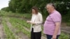 „Să nu ajungem să importăm zahăr din trestie”. Producția de sfeclă de zahăr, în declin de câțiva ani în R. Moldova